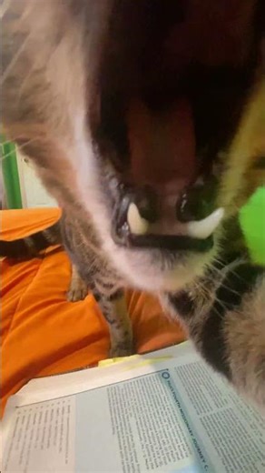 Cat bites camera #viralcats