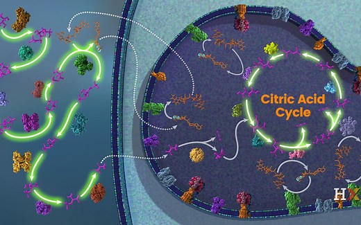 【分子生物学动画】柠檬酸循环（三羧酸循环）Overview of the citric acid cycle（中英双字幕）