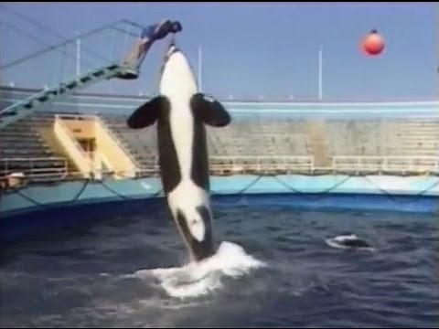 The Marineland Adventure (1984)