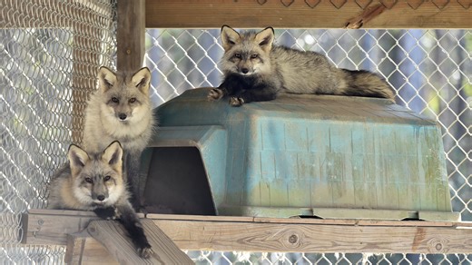Foxes rescued from fur farm have new home at Nassau County wildlife sanctuary