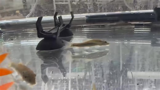  Chinese Algae Eater (Gyrinocheilus aymonieri) – A hardy freshwater...