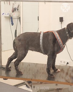 3.1M views · 10K reactions | Shaving Tons of Dirty Hair from a Dog! | Crafty Panda How | Facebook