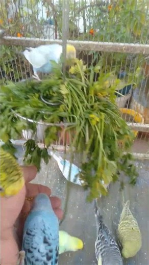 🎨 Color Explosion! Watch These Feathers Shine 🌟