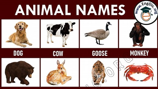 100  Animals Name List A to Z (Types, & Pictures) - EngDic