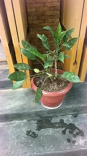 Three Seasons Myanmar (PKU) သည် TikTok ပေါ်တွင် ရှိသည်