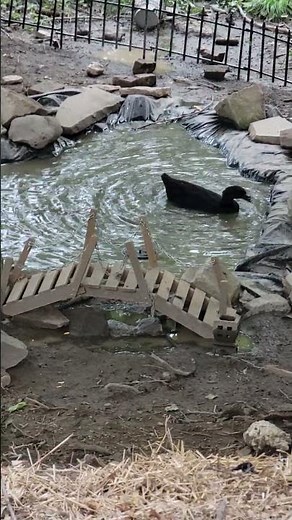Duck Spins Around In Small Pond || ViralHog