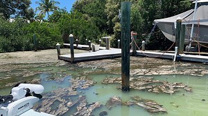 Stinky 'snot grass' algae clogging water off Anna Maria Island