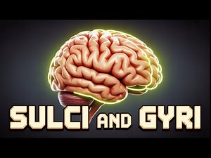 6. Gyri, Sulci & Lobes of the Brain 🧠 | USMLE Step 1 | Functional Maps, Vascular Supply