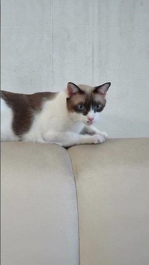 The Cat Scratch Song: A Musical Adventure for Kids!