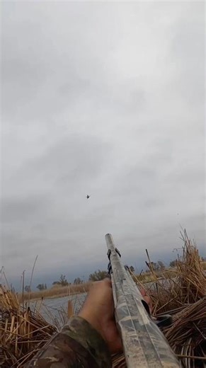 I was using ‪@bossshotshells‬ 3 inch number 4s to get this one ! #goosehunting #duckhunting #hunting