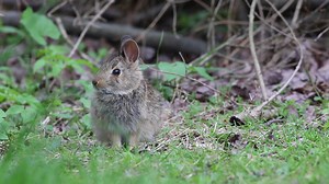 Hoppy Easter! 🐰 The cottontail rabbit is one of Pennsylvania's most popular small game species, best known for its distinct 2-inch-diameter white tail. This spring, if you see baby rabbits in your yard, garden or grassy wild areas, please leave them be. | Pennsylvania Game Commission