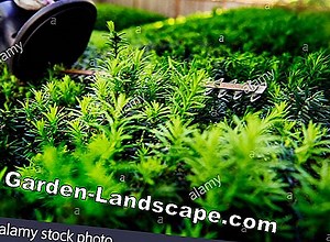 Care of the garden: Cutting beech hedge - instructions   when the best time is | 2025