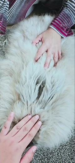 The English angora rabbit easily to groom.