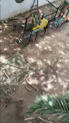 Headbanging Lizard Breaks Tree Branch || ViralHog