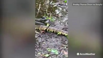 Venomous cottonmouth snakes wash up in North Carolina floodwaters