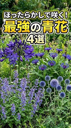 [The Ultimate Low-Maintenance Plant] 4 Amazing "Strongest Blue Flowers" That Bloom Every Year Wit...