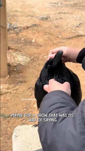 This crow knows how to say thank you ❤️ #shorts #viral #animals