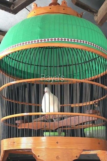 Local Turtle Doves Singing with Special Sounds Make All Turtle Doves Sing