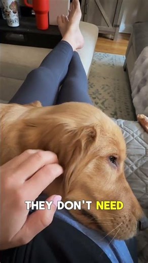 Why Dogs Stay Calm Near Trusted People 🤍🐶