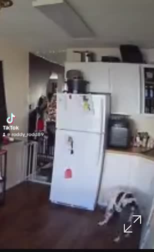 The highly requested mac & cheese video from pit print stealing. It was so hard to find this video because I have so many videos on my phone. 🤣🤣🤣🤣🤣 #fyp #foryou #fypfyp #Roddysrescue #royalpupfamily👑#viral #Ogizzle #oglemmehollaatchu #dmvtiktok #viraltiktok #bullymenomore #treanding #roro👑 #princeypooh👑 #missduchess👑 #dukieman👑 #badassprincess👑 #siramari👑#ogsweetsandtreats #202 #703 #305 #Americanbullies #viraldogsoftiktok #ogsweetsandtreats #roddyrodd89 #queenqueen👑 #dmvtiktok #wel