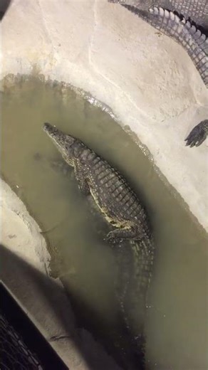 Rare Nile Crocodile Mating Behavior