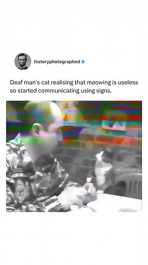 739K views · 11K reactions | Cats are very intelligent ‍⬛ Follow us @historyphotographed for more ❤️ | History In Pictures | Facebook