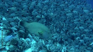 There something enchanting about watching school of fish swim underwater. French Polynesia has rich cultural heritage, with strong ties to indigenous Polynesian people.