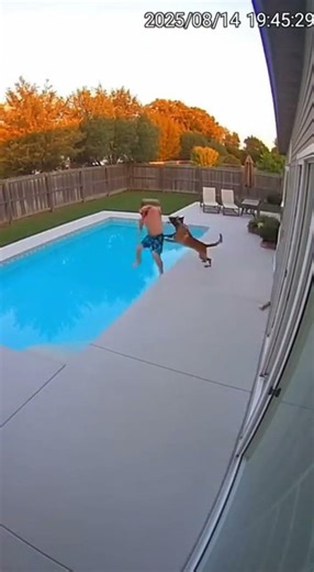 Malinois VS Drunk burglar