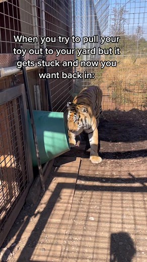 Atticus tried to pull his toy from his inside deck out into his yard and got it stuck because it’s too big. Here is a clip of him trying to figure out how to get back inside 😂I didn’t film it but he was able to dislodge it thankfully! Good boy, buddy 😂 #sanctuarythings #tigersoftiktok #funny #enrichment #sillyboy #fyp