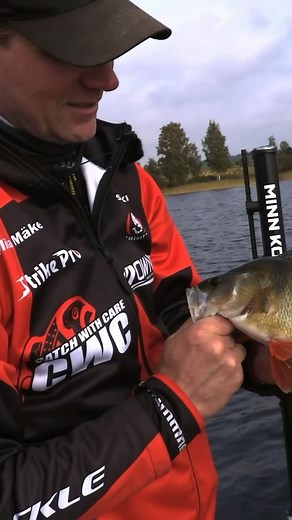 2.4K views · 48 reactions | Pig Craw 7,5cm delivers nice fish for @mika_cwc and @andreas_seger in PredatorMasters 2024. The first episode is now on YouTube - Tune in! #catchwithcare #pigcraw #predatormasters | Catch With Care | Facebook