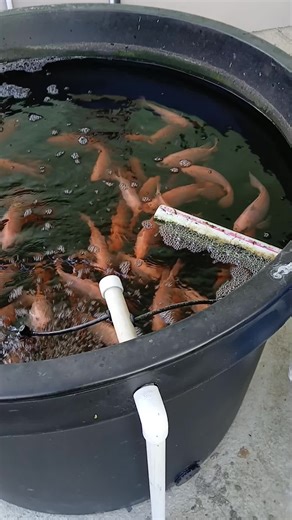 It's too good not to be shared, Aquaponics in all it's beautiful glory 😍 #rshydroponics_aquaponics #bestatwhatwedo #growwhatyoueat #fyp #farmingclimatesmart #peaceandlovealways