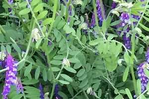Cow vetch pops up in gardens, but is it a friend or foe?
