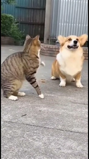 Chó cưng làm con chim của con mèo bay mất #thucung