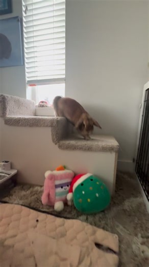 Román Abramovich Torres on Instagram: "We found someone enjoying the view from their window, which means the Number One House Rule was activated, something that is required before going to get his biscuit! A fun run with some jumps, slides and of course the biscuit celebration! Let me tell you, starting my mornings like this will never get old. I love having Roman to help start everyday on a positive note! • • #motivation #lifestyle #pet #bunny #pnw"