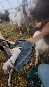 Dolly's twins | Edgwick Farm