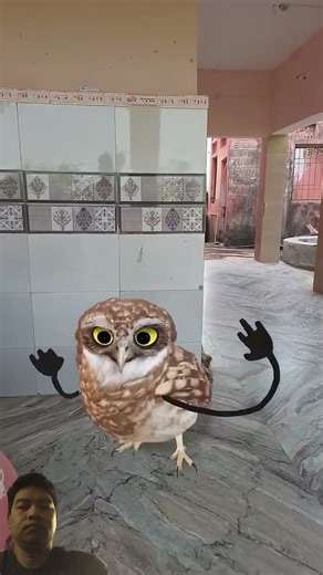 #funny #cute #birds #dance