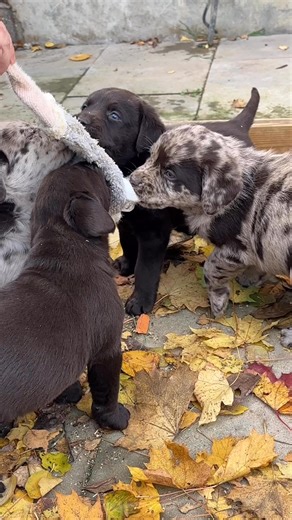 20K views · 228 reactions | Labrador und Leopard Labrador Dog Zucht "of Ruby Sunset" on Reels | Facebook