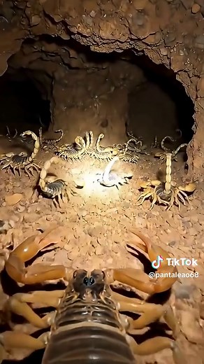 Explore a Hidden Desert Scorpion Colony