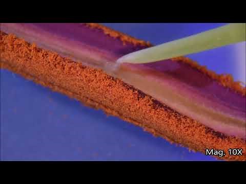 Flower Anatomy Under the Microscope