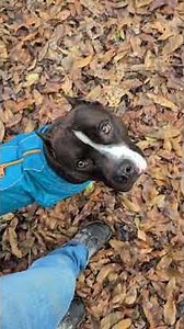 Seven Sins' Archelon - Shed Hunt II - 15