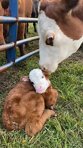 In honor of my pet cow, lily, turning 7 today, heres a video of her loving on her baby back in 2020 凉 I kept this heifer calf, and this yea #coworking #cows #cowboy | Willie Alvarado | Facebook