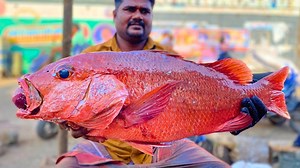 14 kg red snapper monster size fish cutting🔥🔪massive red snapper knockout fish cutting🔥kf fish cuts | KF FISH CUTS