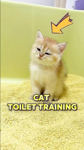 This adorable cat toilet training end up wrong