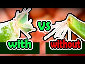 I used ROOTING HORMONE and this happened ...