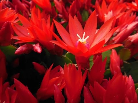 Growing Easter Cactus