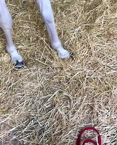 THE HORSESHRINK Reading your horse | Patrick Gracey