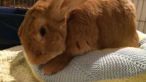2.4K views · 422 reactions | Tank Tuesday: Tank's a meticulous housekeeper, he always makes his bed in the morning. | SaveABunny | Facebook