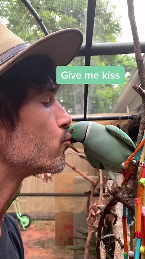 Our morning greetings with Salvador and Hendrix #talkingparrot #acubra #birdtalk