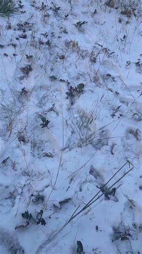 Issic’s 2025 Wyoming Whitetail