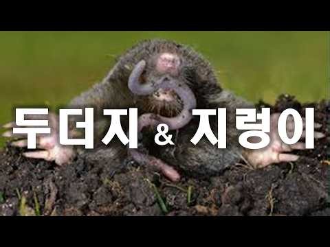Mole Damage - Natural Solutions
